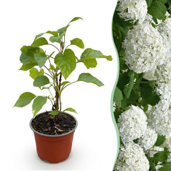 Hydrangea arborescens Annabelle - Hortensia - Winterhard - Wit