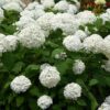 Hydrangea arborescens Annabelle - Hortensia - Winterhard - Wit