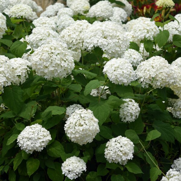 Hydrangea arborescens Annabelle - Hortensia - Winterhard - Wit