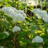 Hydrangea arborescens Annabelle - Hortensia - Winterhard - Wit