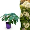 Hydrangea arborescens FlowerWOW - Hortensia - Winterhard - Wit