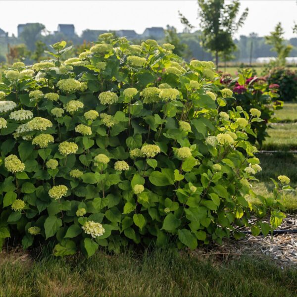 Hydrangea arborescens FlowerWOW - Hortensia - Winterhard - Wit