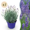 Lavandula angustifolia Hidcote - Lavendel - Winterhard - Paars - 3 Planten
