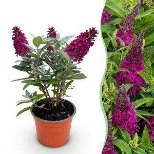 Buddleja davidii Butterfly Candy Little Ruby - Vlinderstruik - Compact - Rood
