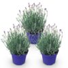 Lavandula angustifolia Hidcote - Lavendel - Winterhard - Paars - 3 Planten