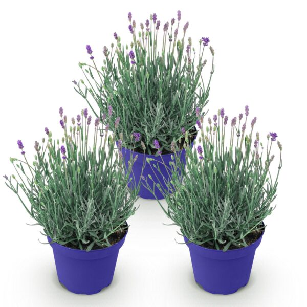 Lavandula angustifolia Hidcote - Lavendel - Winterhard - Paars - 3 Planten