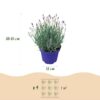 Lavandula angustifolia Hidcote - Lavendel - Winterhard - Paars - 3 Planten