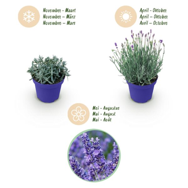 Lavandula angustifolia Hidcote - Lavendel - Winterhard - Paars - 3 Planten