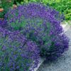 Lavandula angustifolia Hidcote - Lavendel - Winterhard - Paars - 3 Planten