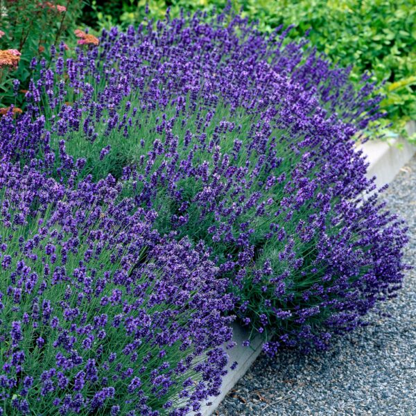 Lavandula angustifolia Hidcote - Lavendel - Winterhard - Paars - 3 Planten