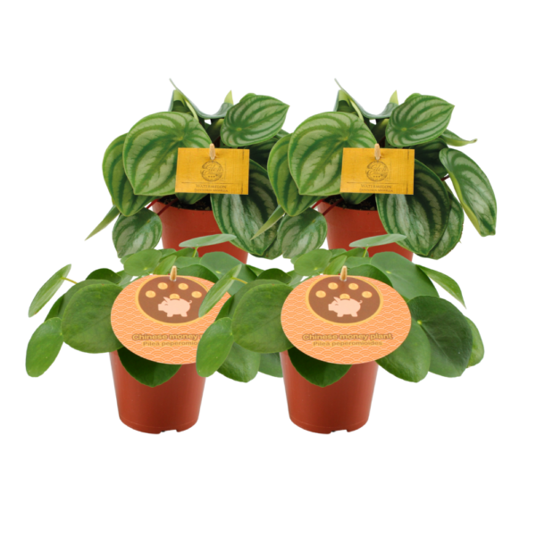 2x Peperomia Argyreia + 2x Pilea Peperomioides - 4 stuks