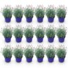 Lavandula angustifolia Hidcote - Lavendel - Winterhard - Paars - 18 Planten