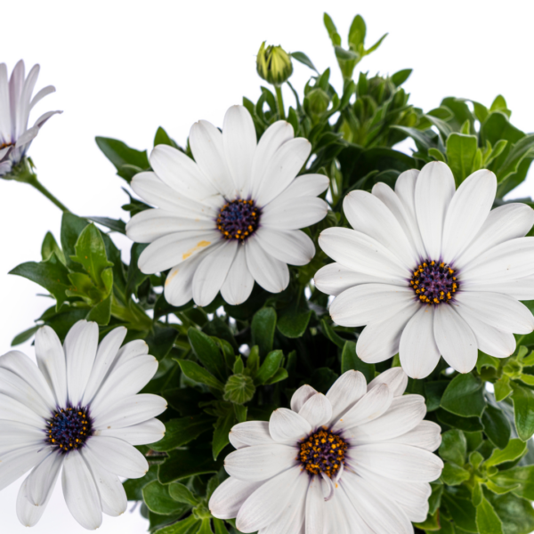 Osteospermum ecklonis wit | 8 stuks