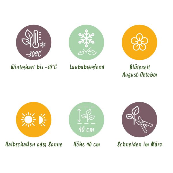 Hydrangea panniculata Groundbreaker Blush - Pluimhortensia - Winterhard - Roze - 2 Planten