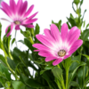Osteospermum ecklonis roze | 8 stuks