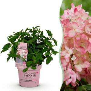 Hydrangea panniculata Groundbreaker Blush - Pluimhortensia - Winterhard - Roze