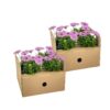 Osteospermum ecklonis roze | 8 stuks
