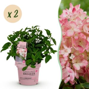 Hydrangea panniculata Groundbreaker Blush - Pluimhortensia - Winterhard - Roze - 2 Planten