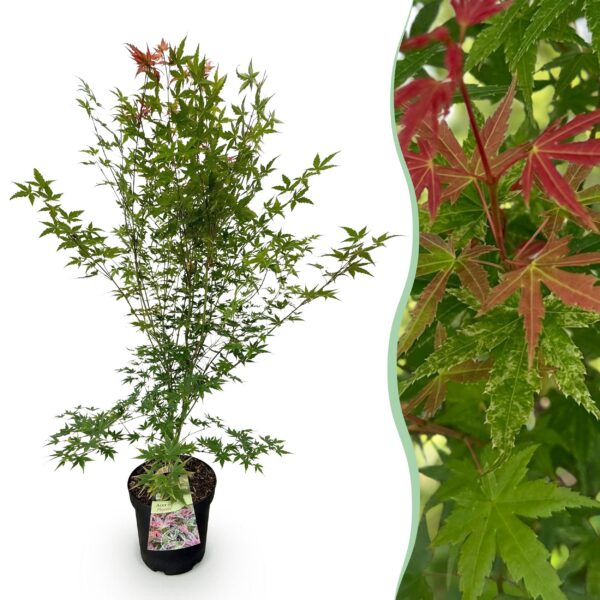 Acer palmatum Phoenix - Japanse Esdoorn - Bladverliezend - Groen - Rood