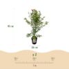 Acer palmatum Phoenix - Japanse Esdoorn - Bladverliezend - Groen - Rood
