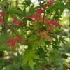 Acer palmatum Phoenix - Japanse Esdoorn - Bladverliezend - Groen - Rood
