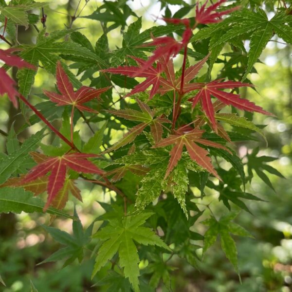 Acer palmatum Phoenix - Japanse Esdoorn - Bladverliezend - Groen - Rood