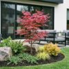 Acer palmatum Phoenix - Japanse Esdoorn - Bladverliezend - Groen - Rood