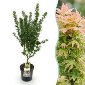 Acer palmatum Koto Hime - Japanse Esdoorn - Bladverliezend - Groen