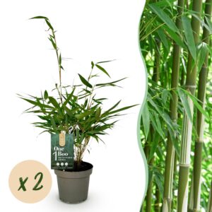 Grassen - Fargesia robusta Pingwu - Niet Woekerende Bamboe - Bladhoudend - Groen - 2 Planten