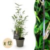 Bamboe - Fargesia Black Dragon - Bladhoudend - Niet Woekerend - Groen - 12 Planten