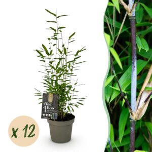 Bamboe - Fargesia Black Dragon - Bladhoudend - Niet Woekerend - Groen - 12 Planten