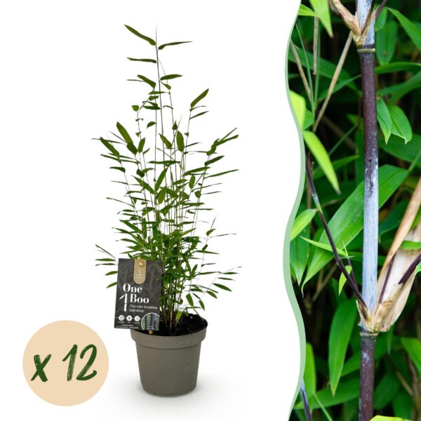thumbnail_6000-240.jpg Bamboe - Fargesia Black Dragon - Bladhoudend - Niet Woekerend - Groen - 12 Planten