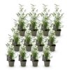 Bamboe - Fargesia Black Dragon - Bladhoudend - Niet Woekerend - Groen - 12 Planten
