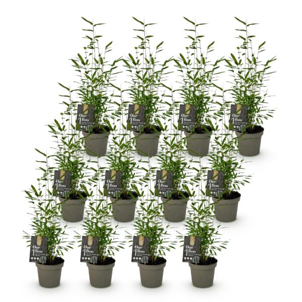 thumbnail_6000-241.jpg Bamboe - Fargesia Black Dragon - Bladhoudend - Niet Woekerend - Groen - 12 Planten