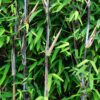 Bamboe - Fargesia Black Dragon - Bladhoudend - Niet Woekerend - Groen - 12 Planten