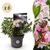 Dwerg Rhododendron - Rhododendron Bloombux Light Pink - Bloeiende Buxus - Weinig Onderhoud - Licht Roze Bloem - 6 Planten