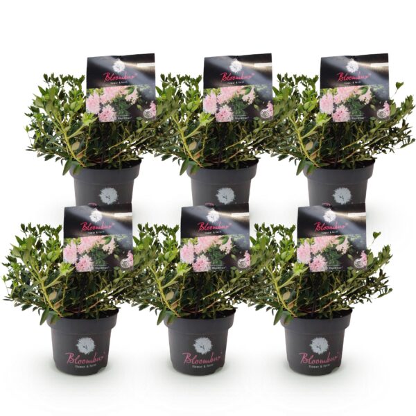 Dwerg Rhododendron - Rhododendron Bloombux Light Pink - Bloeiende Buxus - Weinig Onderhoud - Licht Roze Bloem - 6 Planten