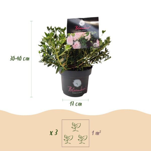 Dwerg Rhododendron - Rhododendron Bloombux Light Pink - Bloeiende Buxus - Weinig Onderhoud - Licht Roze Bloem - 6 Planten