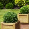 Dwerg Rhododendron - Rhododendron Bloombux Light Pink - Bloeiende Buxus - Weinig Onderhoud - Licht Roze Bloem - 4 Planten