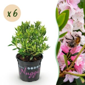 Dwerg Rhododendron - Rhododendron Bloombux Light Pink - Bloeiende Buxus - Weinig Onderhoud - Licht Roze Bloem - 6 Planten