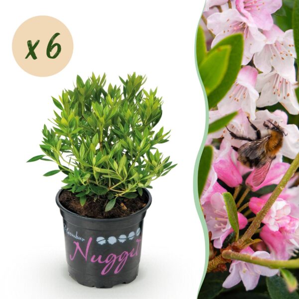 Dwerg Rhododendron - Rhododendron Bloombux Light Pink - Bloeiende Buxus - Weinig Onderhoud - Licht Roze Bloem - 6 Planten