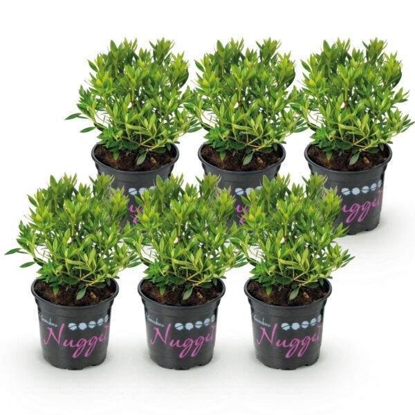 Dwerg Rhododendron - Rhododendron Bloombux Light Pink - Bloeiende Buxus - Weinig Onderhoud - Licht Roze Bloem - 6 Planten