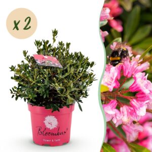 Dwerg Rhododendron - Rhododendron Bloombux Magenta - Bloeiende Buxus - Weinig Onderhoud - Roze Bloem - 2 Planten