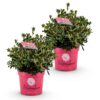 Dwerg Rhododendron - Rhododendron Bloombux Magenta - Bloeiende Buxus - Weinig Onderhoud - Roze Bloem - 2 Planten