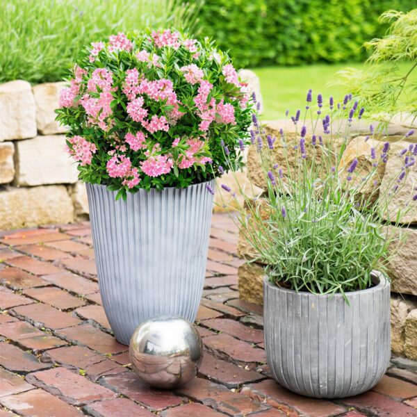 Dwerg Rhododendron - Rhododendron Bloombux Magenta - Bloeiende Buxus - Weinig Onderhoud - Roze Bloem - 2 Planten