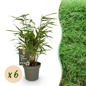 Bamboe - Fargesia Rufa - Bladhoudend - Niet Woekerend - Groen - 6 Planten