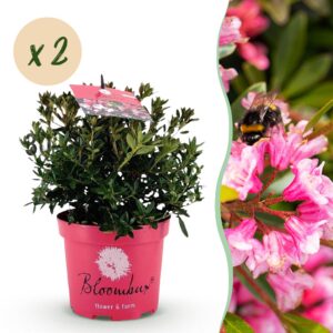 Dwerg Rhododendron - Rhododendron Bloombux Magenta - Bloeiende Buxus - Weinig Onderhoud - Roze Bloem - 2 Planten
