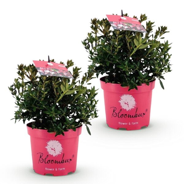 Dwerg Rhododendron - Rhododendron Bloombux Magenta - Bloeiende Buxus - Weinig Onderhoud - Roze Bloem - 2 Planten