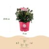 Dwerg Rhododendron - Rhododendron Bloombux Magenta - Bloeiende Buxus - Weinig Onderhoud - Roze Bloem - 2 Planten