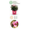 Dwerg Rhododendron - Rhododendron Bloombux Magenta - Bloeiende Buxus - Weinig Onderhoud - Roze Bloem - 2 Planten